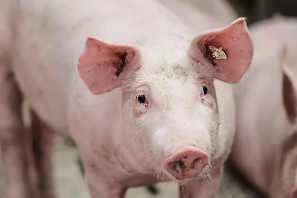 Schwein Schwein