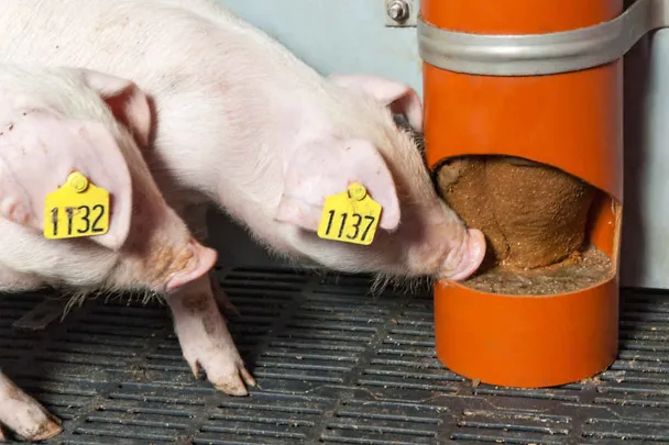 Ferkel mit SCHAUMANN SIXPIG Ferkel mit SCHAUMANN SIXPIG