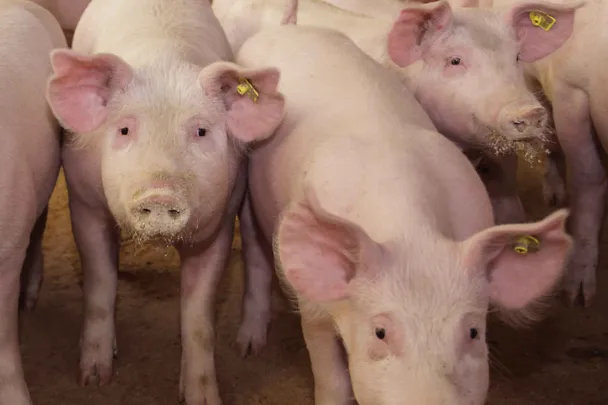 Schweine