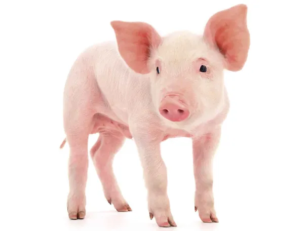 Ferkel Ferkel