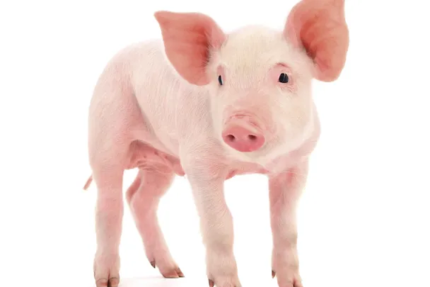 Ferkel Ferkel