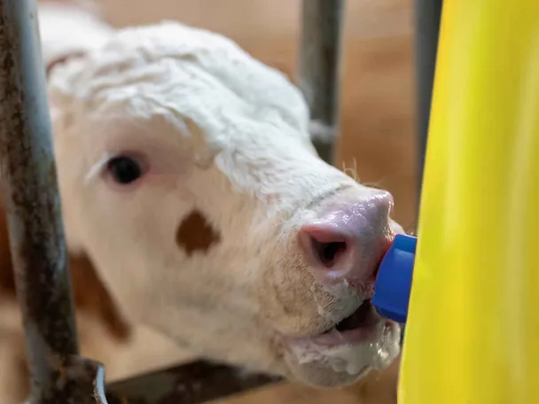 Kalb beim Trinken