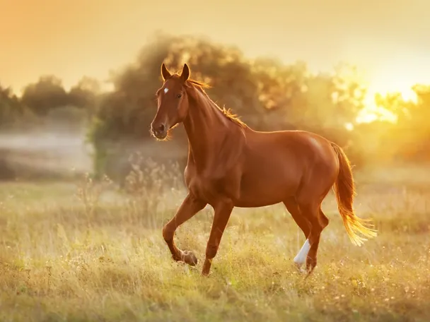 Pferd läuft auf der Weide Pferd läuft auf der Weide