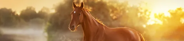 Pferd läuft auf der Weide Pferd läuft auf der Weide