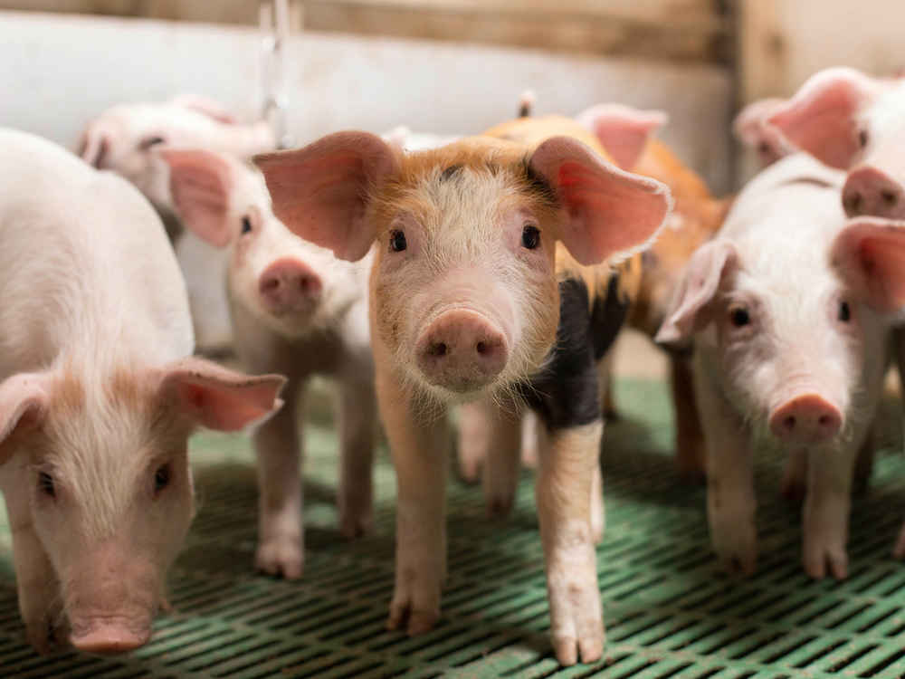 NATUPIG malacok számára – Egészséges bélrendszer, jól termelő állat