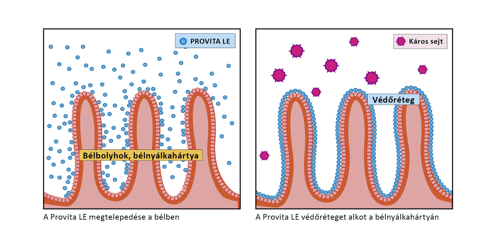 A PROVITA LE védőréteget képez a bélnyálkahártyán